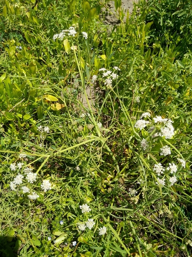 Oenanthe silaifolia