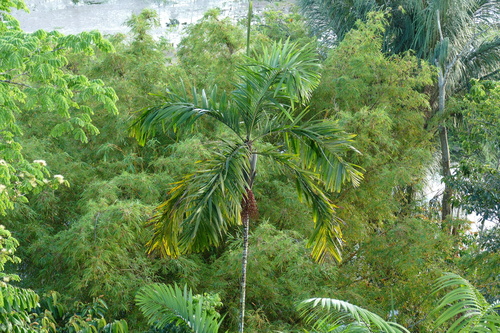 Oenocarpus balickii