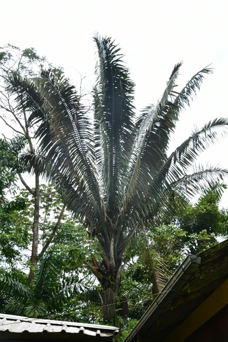 Oenocarpus bataua var. oligocarpus (Turu palm) — photo