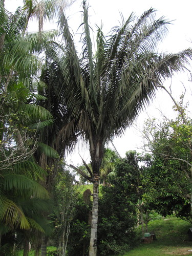 Oenocarpus bataua var. oligocarpus (Turu palm) — photo