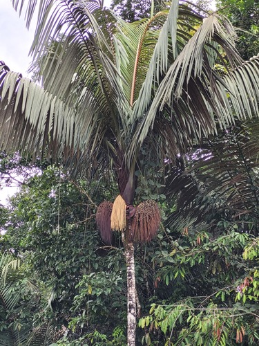 Oenocarpus bataua var. oligocarpus
