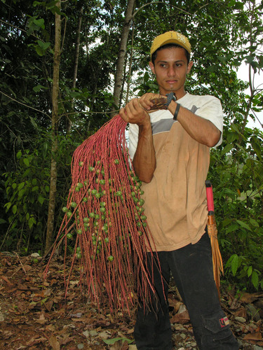 Oenocarpus mapora (Bacaba) — photo