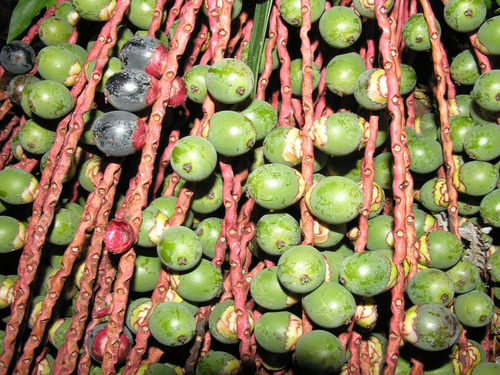 Oenocarpus mapora (Bacaba) — photo