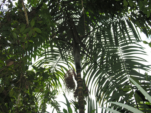 Oenocarpus mapora