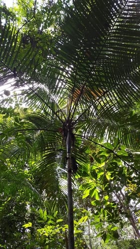 Oenocarpus minor (Bacaba-miri) — photo
