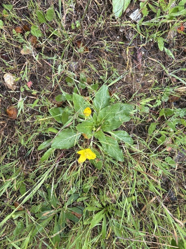 Oenothera ovata — photo