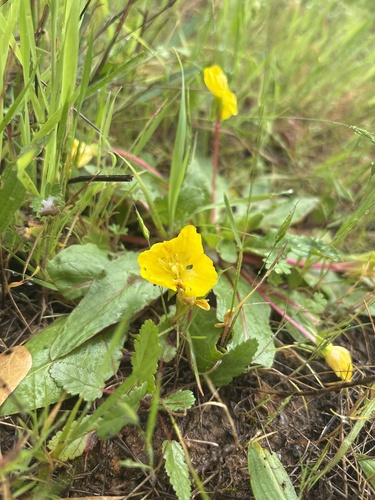 Oenothera ovata — photo