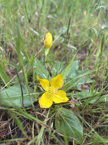 Oenothera ovata