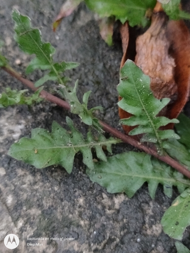 Oenothera tetraptera — photo
