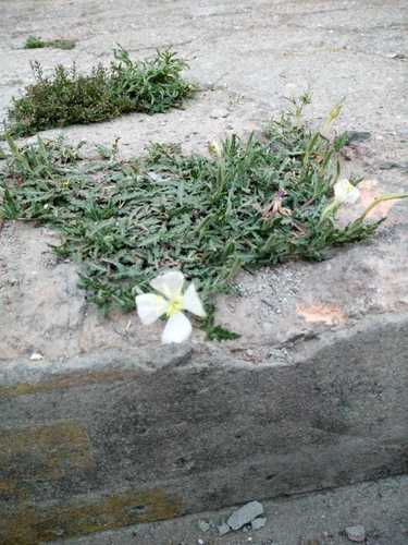 Oenothera tetraptera — photo