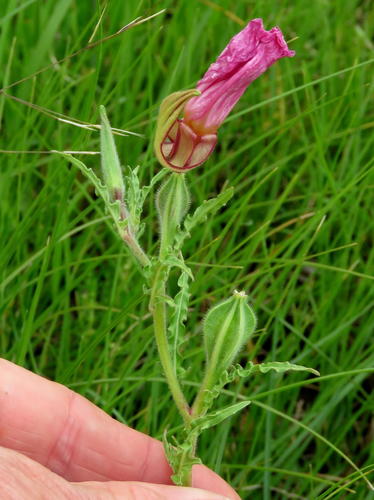 Oenothera tetraptera