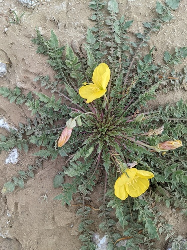 Oenothera triloba — photo