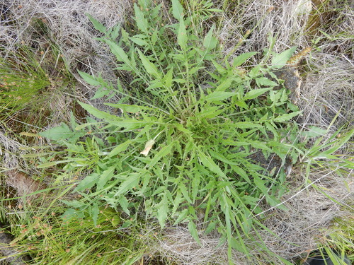 Oenothera triloba — photo