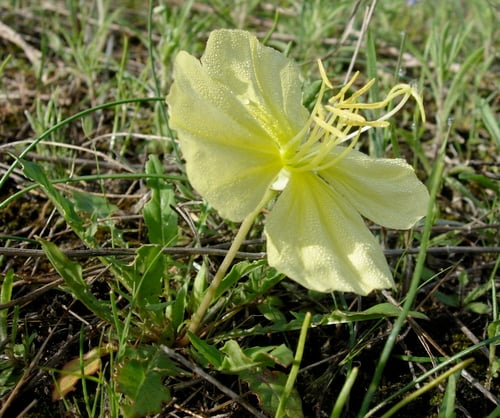 Oenothera triloba