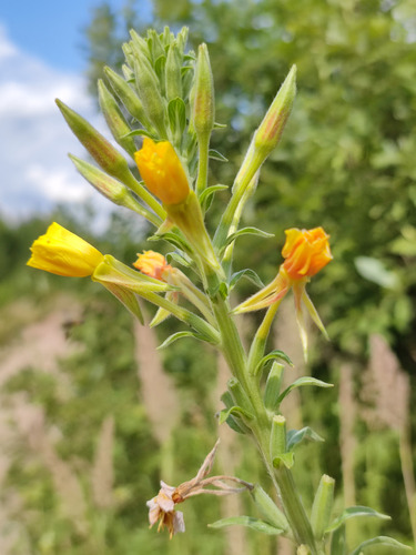 Oenothera villosa subsp. strigosa (Evening primrose) — photo