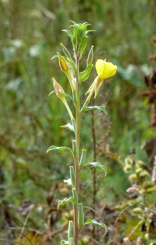 Oenothera villosa subsp. strigosa (Evening primrose) — photo