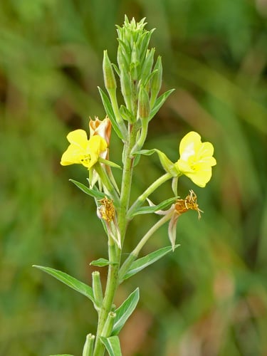 Oenothera villosa subsp. strigosa