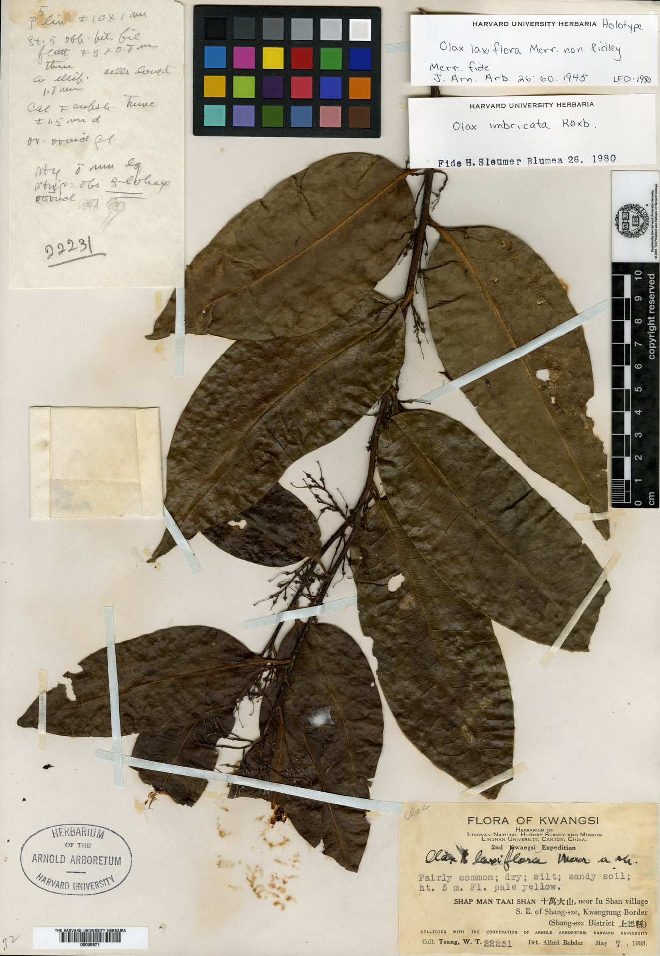 Olax austrosinensis