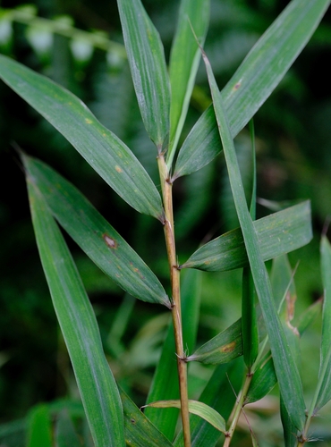 Oldeania alpina (Mountain bamboo) — photo