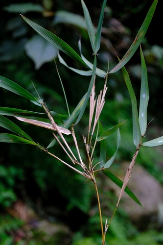 Oldeania alpina (Mountain bamboo) — photo