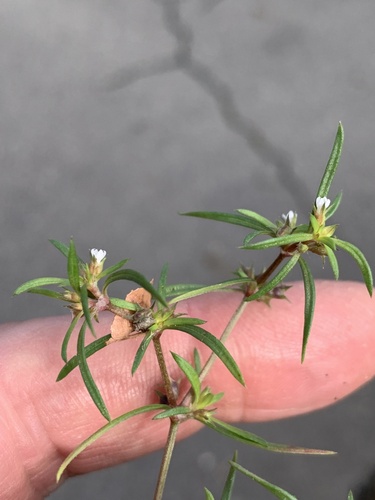 Oldenlandia capensis — photo
