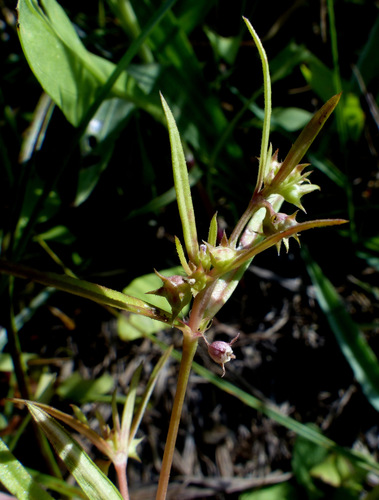 Oldenlandia capensis — photo