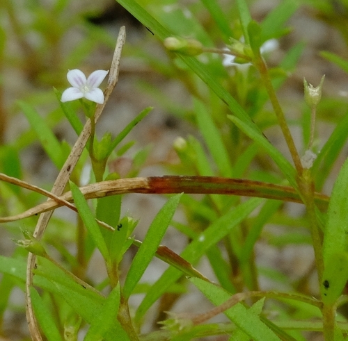 Oldenlandia capensis