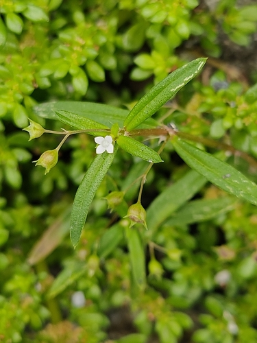Oldenlandia corymbosa (Old world diamond flower) — photo