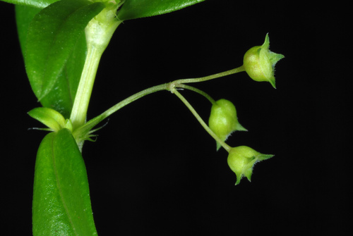 Oldenlandia corymbosa (Old world diamond flower) — photo