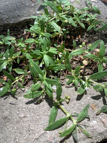Oldenlandia corymbosa