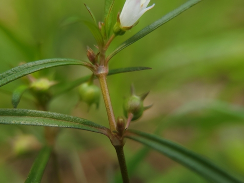 Oldenlandia diffusa — photo