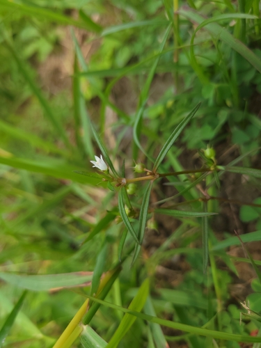 Oldenlandia diffusa — photo