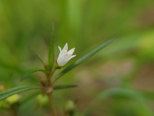 Oldenlandia diffusa