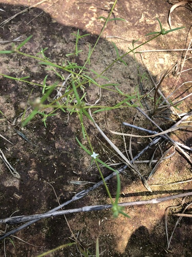 Oldenlandia pinifolia — photo