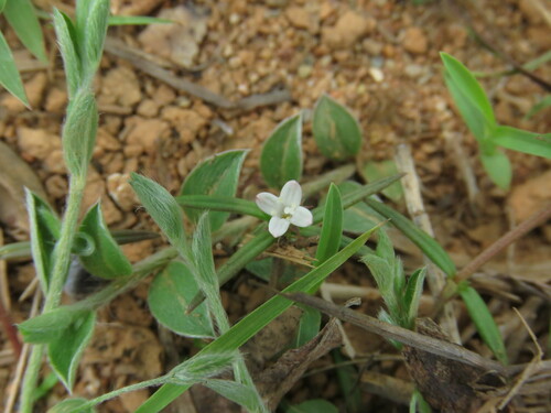 Oldenlandia pinifolia — photo