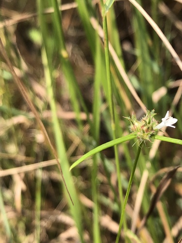 Oldenlandia pinifolia