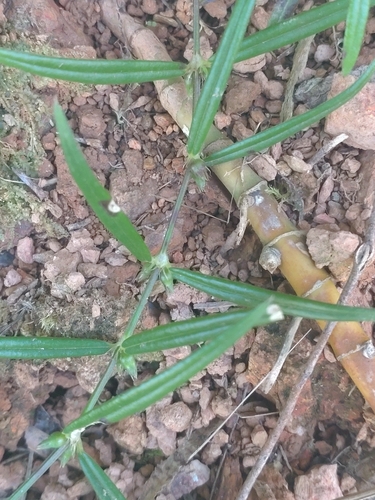 Oldenlandia tenelliflora — photo