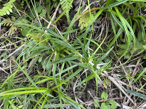 Oldenlandia tenelliflora — photo