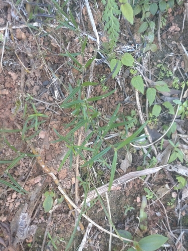 Oldenlandia tenelliflora