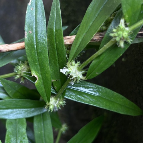 Oldenlandia verticillata — photo