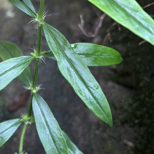 Oldenlandia verticillata — photo