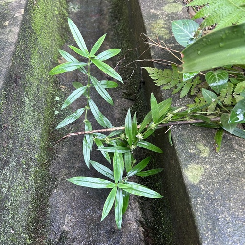 Oldenlandia verticillata