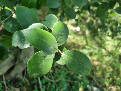 Olea capensis (Ironwood) — photo