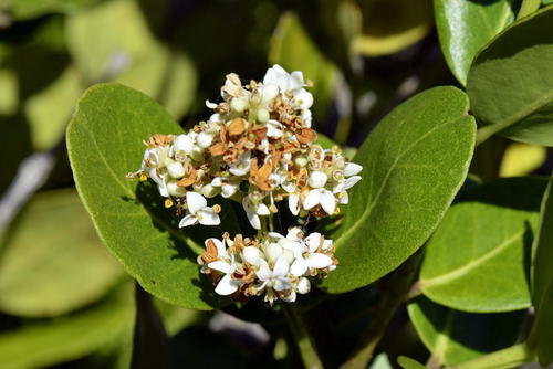 Olea capensis