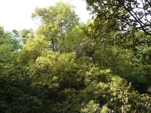 Olea dioica — photo