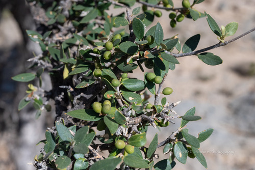 Olea ferruginea (Indian olive) — photo