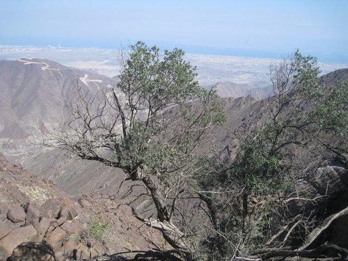 Olea ferruginea (Indian olive) — photo
