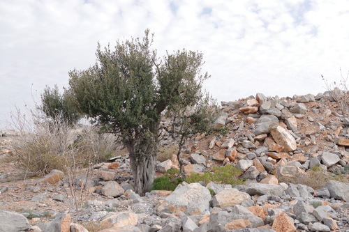 Olea ferruginea