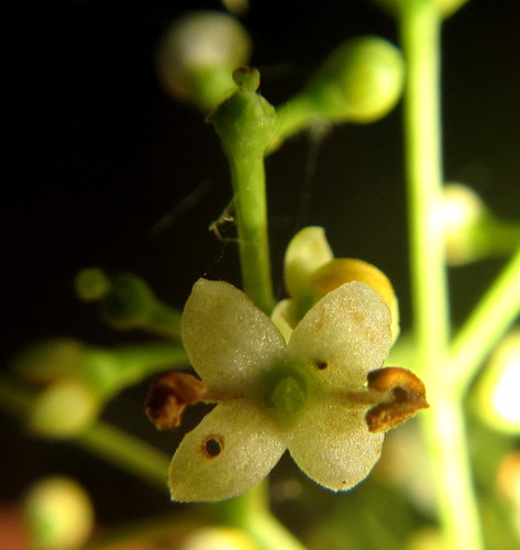 Olea woodiana (Forest olive) — photo