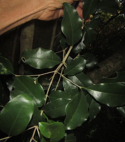 Olea woodiana (Forest olive) — photo